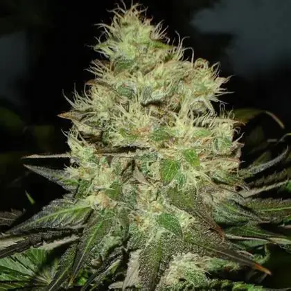 Jack Herer Fast