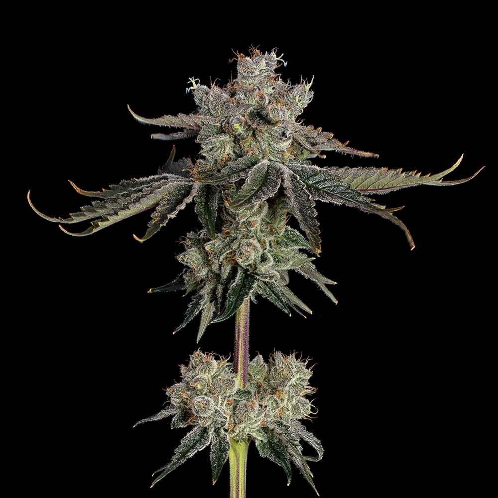 Sweet 16 Feminized