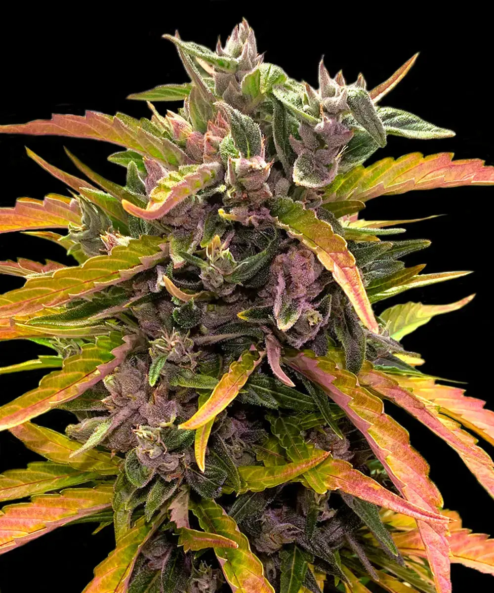 GG4 Auto