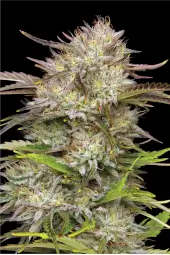 California Haze Feminized