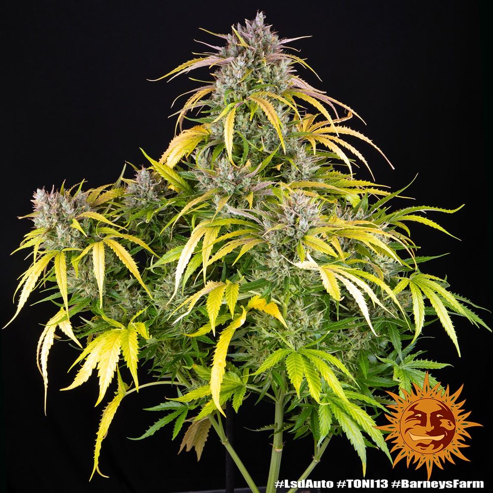 LSD Auto