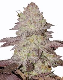 GMO Cookies Feminized