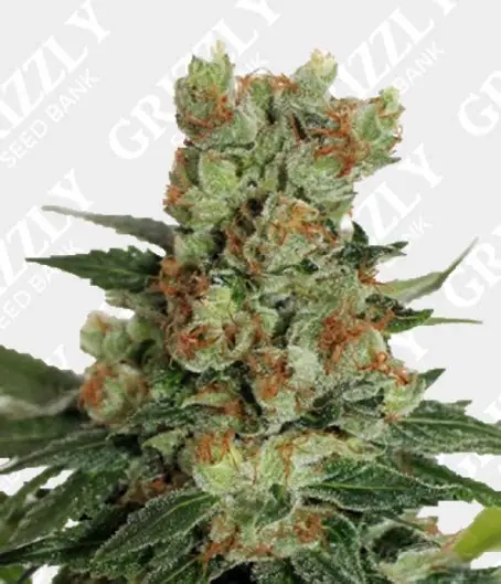Fuel D.OG Feminised