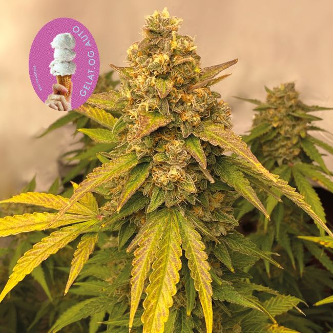 Gelat.OG Auto Feminised Seeds