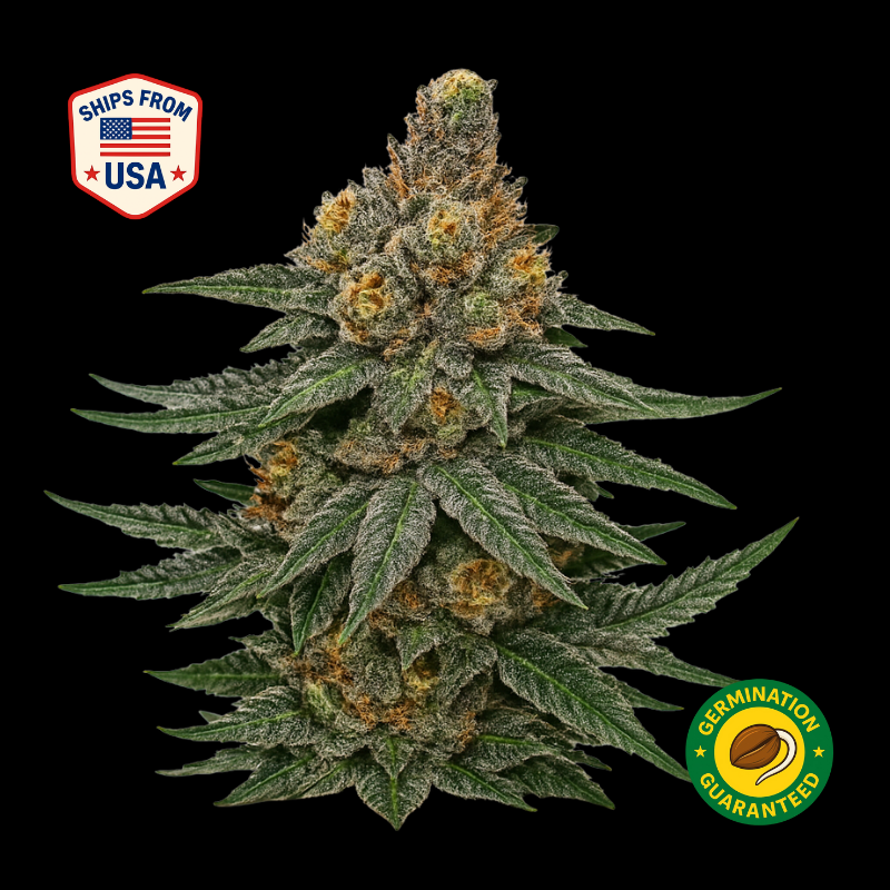 Jealousy Feminized Seeds