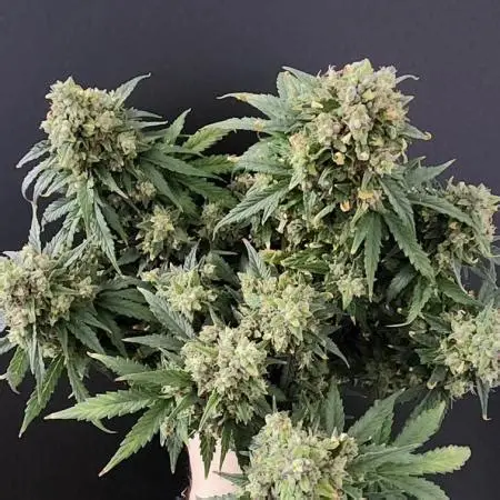 Gorilla Candy Auto