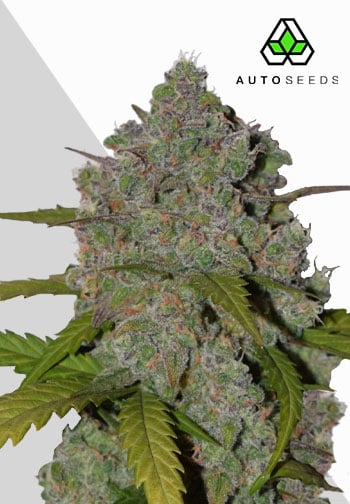 Green Crack Auto Feminised