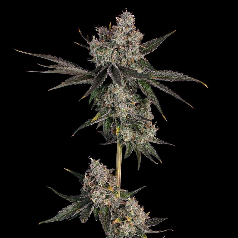 Knockout Feminized
