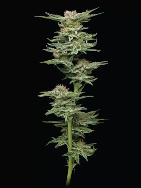 Blueberry Honey Feminized