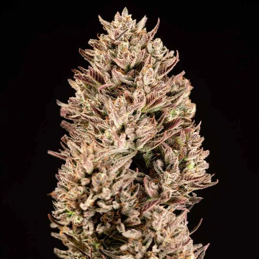 Garlic Muffin F1 Auto
