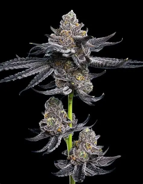 LFG Strain