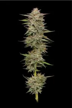 Banana OG Auto