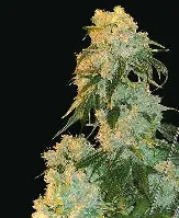 Northern Lights Auto