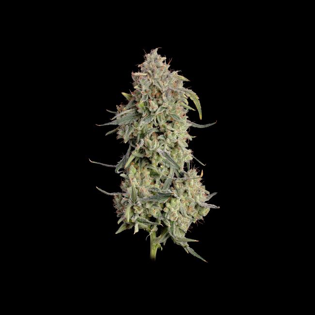 Lilac Cookies Auto