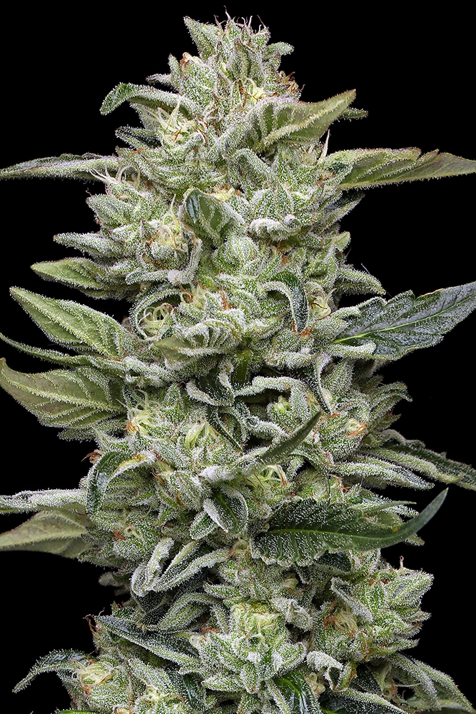 Honey Bear Feminized
