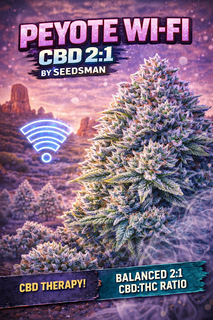 Peyote Wi-Fi CBD 2:1