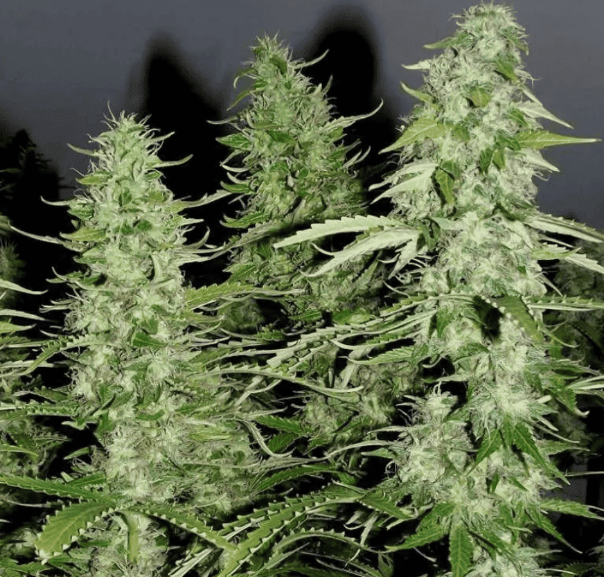 White Widow FAST