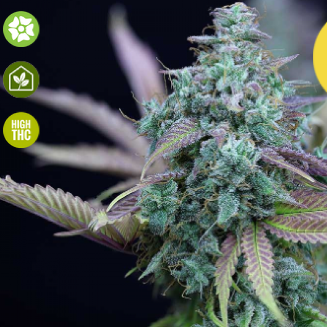 Strawberry Cheesecake Auto Feminised Seeds