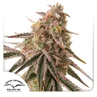 Candy Bubatz XL