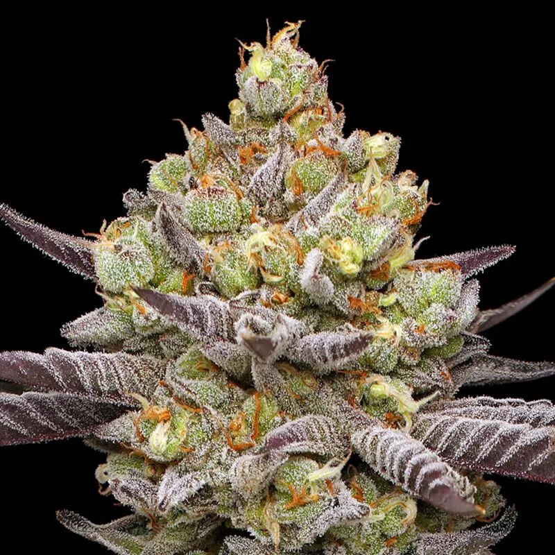 Hyper Za Feminized