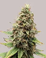 Black Tee Tangie