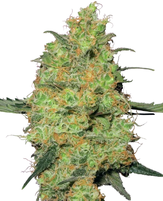 Pineapple OG Seeds