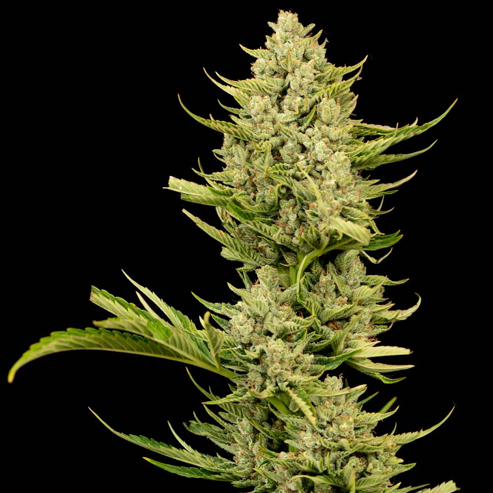 Tangerine Snow F1 Fast