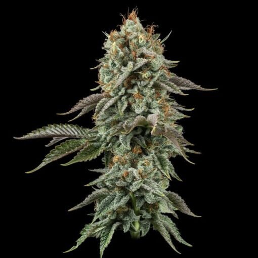 Sour Diesel