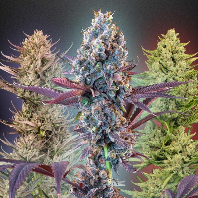 MegaMix Feminized
