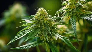 Pineapple OG Auto