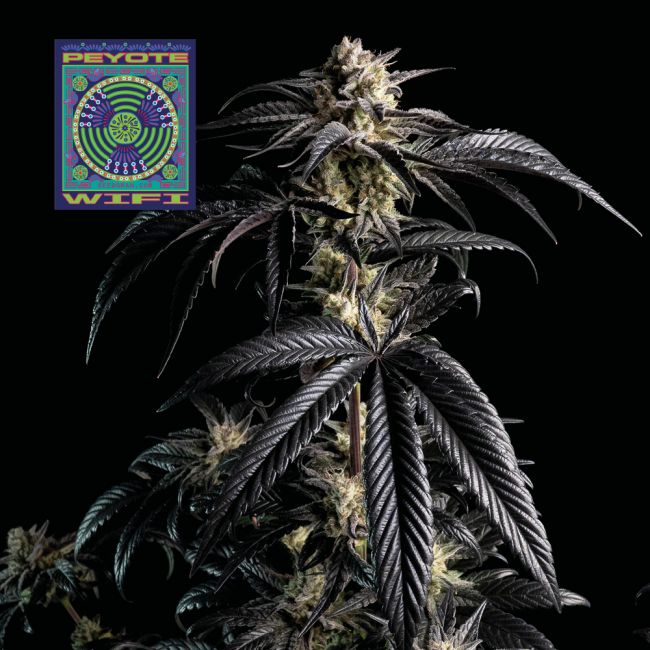 Peyote Zkittlez Feminised Seeds