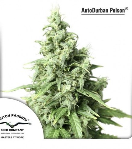 Auto Durban Poison