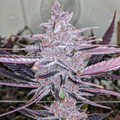 Black Cherry Punch