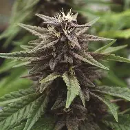 Purple Kush CBD 1:1 Auto Feminised Seeds