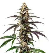 Purple Punch F1 Fast