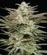 Jelly Donutz Autoflower