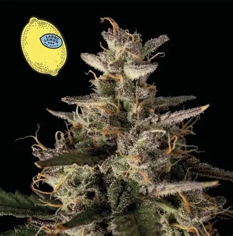 Larry Lemon OG Auto