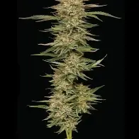 Orange Creampop