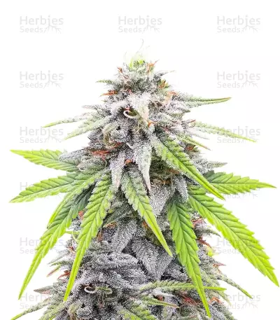 Donutz Feminized