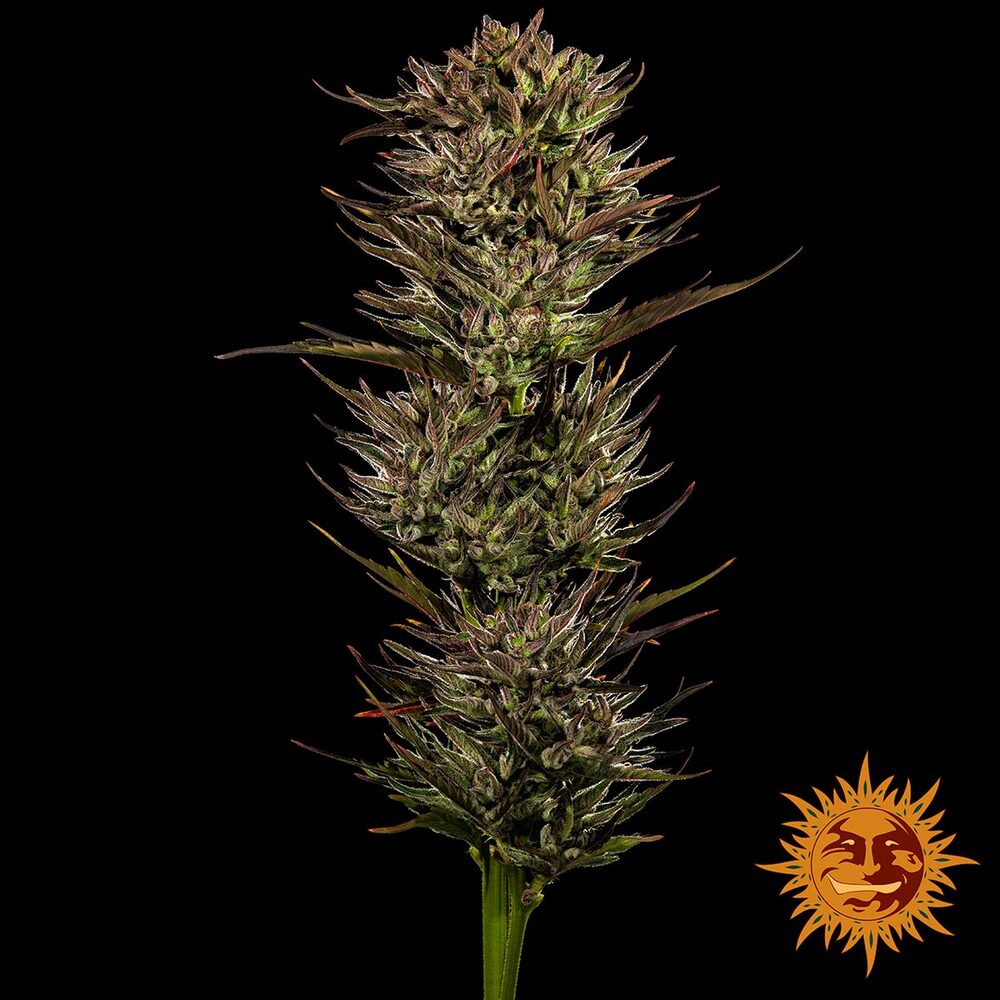 Thin Mint x Sour Pinot Auto