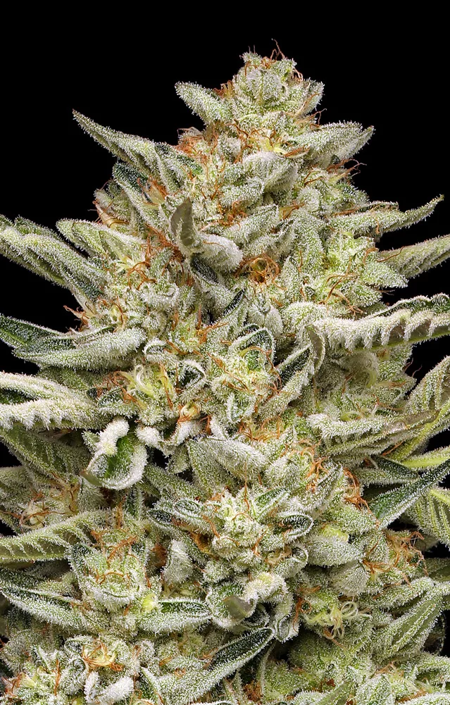 OG Triploid Autoflower