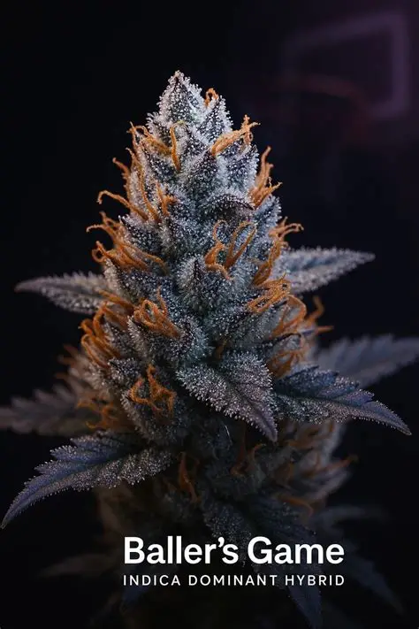 Baller's Game Feminised Seeds