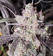 Purple Ghost Candy