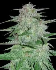 Thai Cookies Auto