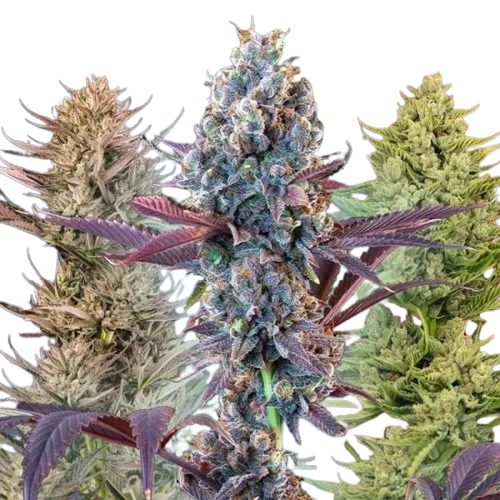 MegaMix Auto Feminised Seeds