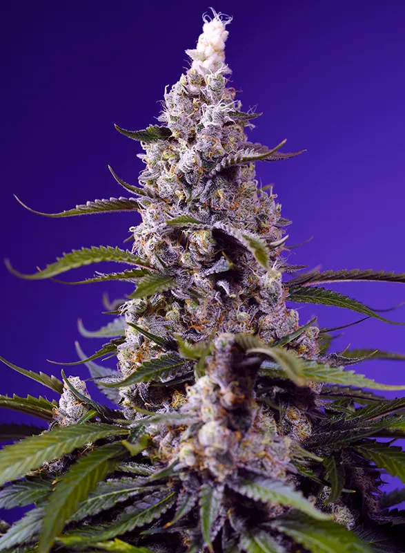 Banana Cream Cake XL Auto®