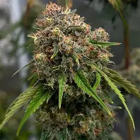Bluenana Feminized Seeds