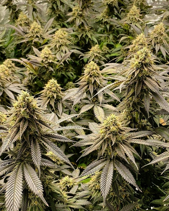 L.A. Peyote Kush Seeds