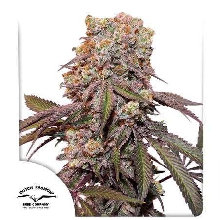 Auto Candy Bubatz XL