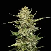 Sour Diesel Auto Feminised